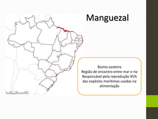 Manguezal
Bioma costeiro
Região de encontro entre mar e rio
Responsável pela reprodução 95%
das espécies marítimas usadas na
alimentação
 