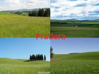 Pradera