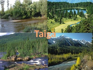 Taiga