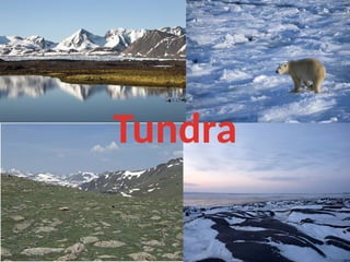 Tundra