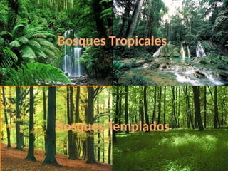 Bosques Tropicales
Bosques Templados