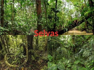 Selvas