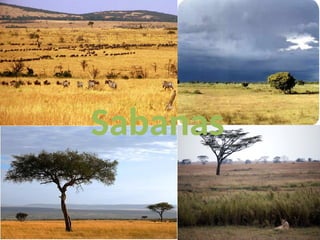 Sabanas