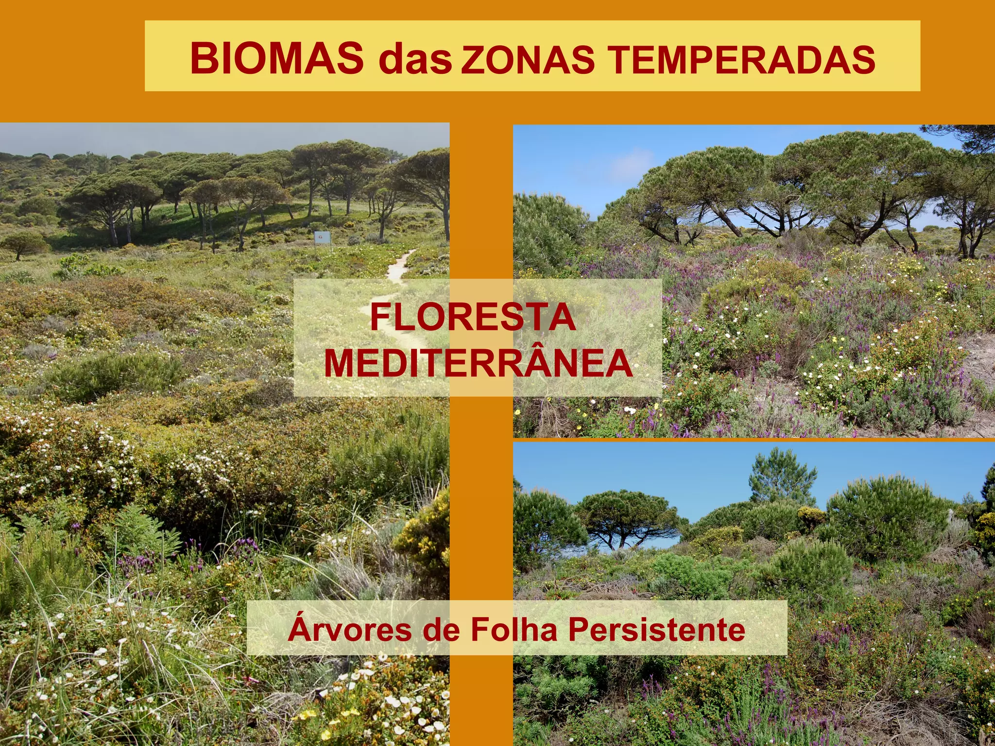 FLORESTA
MEDITERRÂNEA
Árvores de Folha Persistente
BIOMAS das ZONAS TEMPERADAS