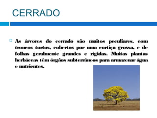 CERRADO
 As árvores do cerrado são muitos peculiares, com
troncos tortos, cobertos por uma cortiça grossa, e de
folhas geralmente grandes e rígidas. Muitas plantas
herbáceas têm órgãos subterrâneos para armazenar água
e nutrientes.
 