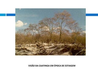 VISÃO DA CAATINGA EM ÉPOCA DE ESTIAGEM
 