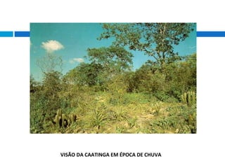 VISÃO DA CAATINGA EM ÉPOCA DE CHUVA
 