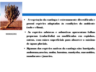 • A vegetação da caatinga é extremamente diversificada e
possui espécies adaptadas às condições do ambiente
(solo e clima).
• As espécies arbóreas e arbustivas apresentam folhas
pequenas (caducifolia) ou modificadas em espinhos,
outras, com raízes superficiais para absorver o máximo
de águas pluviais.
• Algumas das espécies nativas da caatinga são: barriguda,
amburana,aroeira, umbu, baraúna, maniçoba, macambira,
mandacaru e juazeiro.
MANDACARU
 