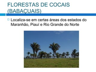 FLORESTAS DE COCAIS
(BABAÇUAIS)
 Localiza-se em certas áreas dos estados do
Maranhão, Piauí e Rio Grande do Norte
 