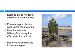  Estende-se do nordeste
até o litoral catarinenese
 É formada por plantas
com raízes respiratórias.
 Mais importantes
(Rhizo pho ra m ang le e
Avice nnia to m e nto sa )
 Desenvolve-se em solo
lodoso e salgado
 