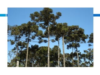 Biomas.dominiosmorfoclimaticos