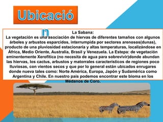 La Sabana:
La vegetación es una asociación de hiervas de diferentes tamaños con algunos
árboles y arbustos esparcidos, interrumpida por sectores arenosos(dunas),
producto de una pluviosidad estacionaria y altas temperaturas, localizándose en
África, Medio Oriente, Australia, Brasil y Venezuela. La Estepa: de vegetación
eminentemente Xerofítica (no necesita de agua para sobrevivir)donde abundan
las hiervas, los cactus, arbustos y matorrales característicos de regiones poco
lluviosas, con vientos secos y que por lo general están ubicados enrugares
donde nueva tales como: Norte América, Europa, Japón y Sudamérica como
Argentina y Chile. En nuestro país podemos encontrar este bioma en los
Médanos de Coro.
 