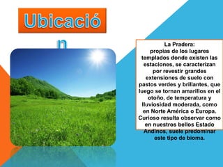 La Pradera:
propias de los lugares
templados donde existen las
estaciones, se caracterizan
por revestir grandes
extensiones de suelo con
pastos verdes y brillantes, que
luego se tornan amarillos en el
otoño, de temperatura y
lluviosidad moderada, como
en Norte América o Europa.
Curioso resulta observar como
en nuestros bellos Estado
Andinos, suele predominar
este tipo de bioma.
 
