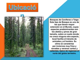 Bosques de Coníferas o Taiga:
Este tipo de Bosque es uno de
los que tienen mayor
extensión en el Mundo, cuyas
especies predominantes son
los abetos y pinos de gran
tamaño, sobre un suelo donde
no crece ninguna otra especie,
local facilita el tránsito de
animales y el hombre. Su
clima se caracteriza
por inviernos muy fríos y
nevados y veranos cortos y
calientes, típico de regiones al
norte del globo terrestre.
 
