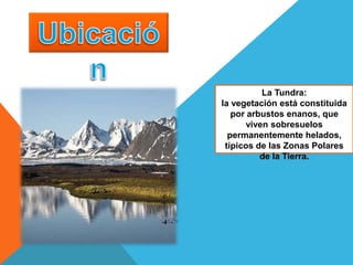 La Tundra:
la vegetación está constituida
por arbustos enanos, que
viven sobresuelos
permanentemente helados,
típicos de las Zonas Polares
de la Tierra.
 
