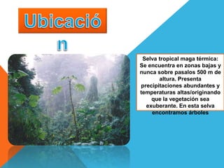Selva tropical maga térmica:
Se encuentra en zonas bajas y
nunca sobre pasalos 500 m de
altura. Presenta
precipitaciones abundantes y
temperaturas altas/originando
que la vegetación sea
exuberante. En esta selva
encontramos árboles
 