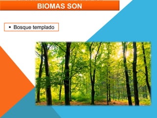 ALGUNOS EJEMPLOS DE
BIOMAS SON
 Bosque templado
 