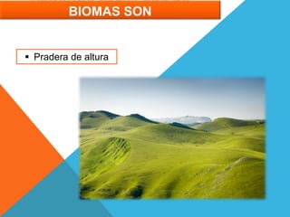 ALGUNOS EJEMPLOS DE
BIOMAS SON
 Pradera de altura
 