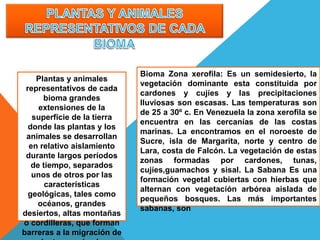 Plantas y animales
representativos de cada
bioma grandes
extensiones de la
superficie de la tierra
donde las plantas y los
animales se desarrollan
en relativo aislamiento
durante largos períodos
de tiempo, separados
unos de otros por las
características
geológicas, tales como
océanos, grandes
desiertos, altas montañas
o cordilleras, que forman
barreras a la migración de
Bioma Zona xerofila: Es un semidesierto, la
vegetación dominante esta constituida por
cardones y cujíes y las precipitaciones
lluviosas son escasas. Las temperaturas son
de 25 a 30º c. En Venezuela la zona xerofila se
encuentra en las cercanías de las costas
marinas. La encontramos en el noroeste de
Sucre, isla de Margarita, norte y centro de
Lara, costa de Falcón. La vegetación de estas
zonas formadas por cardones, tunas,
cujíes,guamachos y sisal. La Sabana Es una
formación vegetal cubiertas con hierbas que
alternan con vegetación arbórea aislada de
pequeños bosques. Las más importantes
sabanas, son
 
