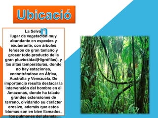 La Selva:
lugar de vegetación muy
abundante en especies y
exuberante, con árboles
leñosos de gran tamaño y
grosor todo producto de la
gran pluviosidad(Higrófilas), y
las altas temperaturas, donde
no hay estaciones,
encontrándose en África,
Australia y Venezuela. De
importancia resulta destacar la
intervención del hombre en el
Amazonas, donde ha talado
grandes extensiones de
terreno, olvidando su carácter
erosivo, además que estos
biomas son en bien llamados,
los pulmones del planeta.
 