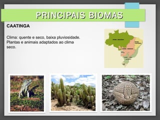 CAATINGA
Clima: quente e seco, baixa pluviosidade.
Plantas e animais adaptados ao clima
seco.
PRINCIPAIS BIOMASPRINCIPAIS BIOMAS
 