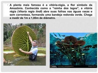 • A planta mais famosa é a vitória-régia, a flor símbolo da
Amazônia. Conhecida como a "rainha dos lagos", a vitória
régia (Vitoria regia lindl) abre suas folhas nas águas rasas e
sem correnteza, formando uma bandeja redonda verde. Chega
a medir de 1m a 1,80m de diâmetro.
 
