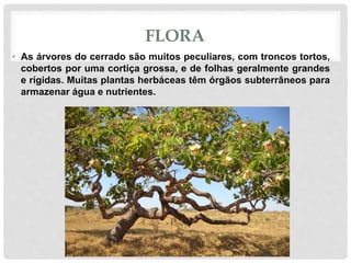 FLORA
• As árvores do cerrado são muitos peculiares, com troncos tortos,
cobertos por uma cortiça grossa, e de folhas geralmente grandes
e rígidas. Muitas plantas herbáceas têm órgãos subterrâneos para
armazenar água e nutrientes.
 