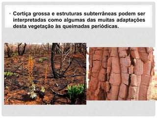 • Cortiça grossa e estruturas subterrâneas podem ser
interpretadas como algumas das muitas adaptações
desta vegetação às queimadas periódicas.
 