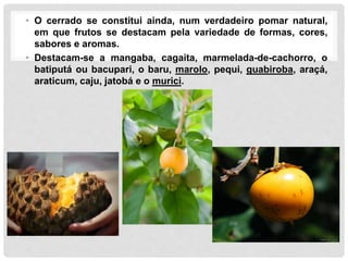 • O cerrado se constitui ainda, num verdadeiro pomar natural,
em que frutos se destacam pela variedade de formas, cores,
sabores e aromas.
• Destacam-se a mangaba, cagaita, marmelada-de-cachorro, o
batiputá ou bacupari, o baru, marolo, pequi, guabiroba, araçá,
araticum, caju, jatobá e o murici.
 
