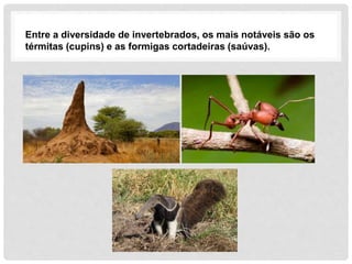 Entre a diversidade de invertebrados, os mais notáveis são os
térmitas (cupins) e as formigas cortadeiras (saúvas).
 