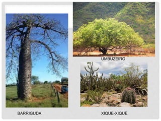 BARRIGUDA
UMBUZEIRO
XIQUE-XIQUE
 