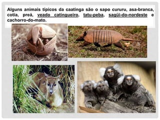 Alguns animais típicos da caatinga são o sapo cururu, asa-branca,
cotia, preá, veado catingueiro, tatu-peba, sagüi-do-nordeste e
cachorro-do-mato.
 