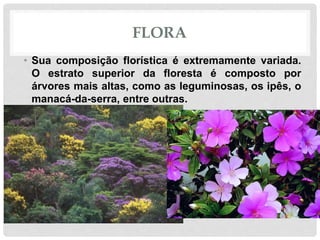 FLORA
• Sua composição florística é extremamente variada.
O estrato superior da floresta é composto por
árvores mais altas, como as leguminosas, os ipês, o
manacá-da-serra, entre outras.
 