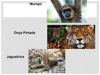 - Muriqui
Onça Pintada
Jaguatirica
 