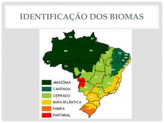 IDENTIFICAÇÃO DOS BIOMAS
 