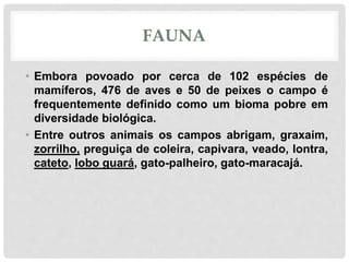 FAUNA
• Embora povoado por cerca de 102 espécies de
mamíferos, 476 de aves e 50 de peixes o campo é
frequentemente definido como um bioma pobre em
diversidade biológica.
• Entre outros animais os campos abrigam, graxaim,
zorrilho, preguiça de coleira, capivara, veado, lontra,
cateto, lobo guará, gato-palheiro, gato-maracajá.
 