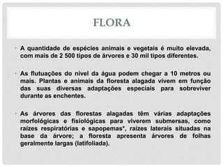 FLORA
• A quantidade de espécies animais e vegetais é muito elevada,
com mais de 2 500 tipos de árvores e 30 mil tipos diferentes.
• As flutuações do nível da água podem chegar a 10 metros ou
mais. Plantas e animais da floresta alagada vivem em função
das suas diversas adaptações especiais para sobreviver
durante as enchentes.
• As árvores das florestas alagadas têm várias adaptações
morfológicas e fisiológicas para viverem submersas, como
raízes respiratórias e sapopemas*, raízes laterais situadas na
base da árvore; a floresta apresenta árvores de folhas
geralmente largas (latifoliada).
 