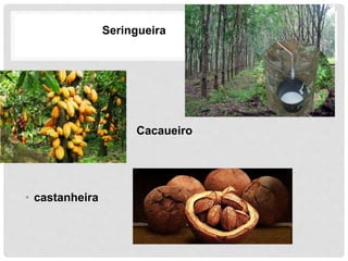 Seringueira
• Cacaueiro
• castanheira
 