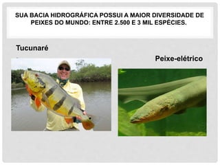 SUA BACIA HIDROGRÁFICA POSSUI A MAIOR DIVERSIDADE DE
PEIXES DO MUNDO: ENTRE 2.500 E 3 MIL ESPÉCIES.
Tucunaré
• Peixe-elétrico
 