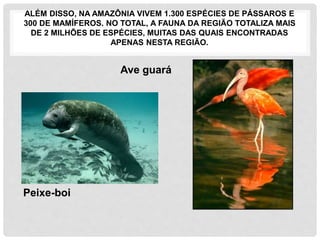 ALÉM DISSO, NA AMAZÔNIA VIVEM 1.300 ESPÉCIES DE PÁSSAROS E
300 DE MAMÍFEROS. NO TOTAL, A FAUNA DA REGIÃO TOTALIZA MAIS
DE 2 MILHÕES DE ESPÉCIES, MUITAS DAS QUAIS ENCONTRADAS
APENAS NESTA REGIÃO.
Ave guará
Peixe-boi
 