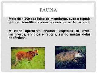 FAUNA
• Mais de 1.600 espécies de mamíferos, aves e répteis
já foram identificados nos ecossistemas de cerrado.
• A fauna apresenta diversas espécies de aves,
mamíferos, anfíbios e répteis, sendo muitas delas
endêmicas.
 