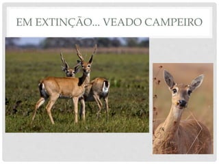 EM EXTINÇÃO... VEADO CAMPEIRO
 