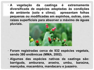 • A vegetação da caatinga é extremamente
diversificada de espécies adaptadas às condições
do ambiente (solo e clima); apresentam folhas
pequenas ou modificadas em espinhos, outras, com
raízes superficiais para absorver o máximo de águas
pluviais.
• Foram registradas cerca de 932 espécies vegetais,
sendo 380 endêmicas (MMA, 2002).
• Algumas das espécies nativas da caatinga são:
barriguda, amburana, aroeira, umbu, baraúna,
maniçoba, macambira, mandacaru e juazeiro.
 