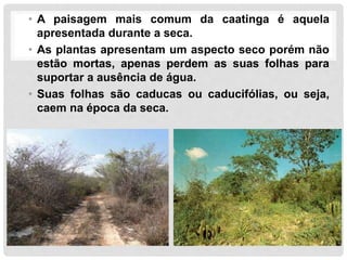 • A paisagem mais comum da caatinga é aquela
apresentada durante a seca.
• As plantas apresentam um aspecto seco porém não
estão mortas, apenas perdem as suas folhas para
suportar a ausência de água.
• Suas folhas são caducas ou caducifólias, ou seja,
caem na época da seca.
 