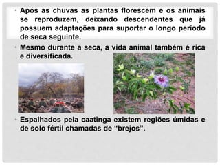 • Após as chuvas as plantas florescem e os animais
se reproduzem, deixando descendentes que já
possuem adaptações para suportar o longo período
de seca seguinte.
• Mesmo durante a seca, a vida animal também é rica
e diversificada.
• Espalhados pela caatinga existem regiões úmidas e
de solo fértil chamadas de “brejos”.
 
