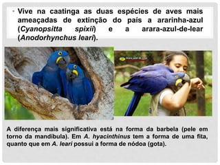 • Vive na caatinga as duas espécies de aves mais
ameaçadas de extinção do país a ararinha-azul
(Cyanopsitta spixii) e a arara-azul-de-lear
(Anodorhynchus leari).
A diferença mais significativa está na forma da barbela (pele em
torno da mandíbula). Em A. hyacinthinus tem a forma de uma fita,
quanto que em A. leari possui a forma de nódoa (gota).
 