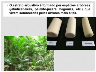 • O estrato arbustivo é formado por espécies arbóreas
(jabuticabeiras, palmito-juçara, begônias, etc.) que
vivem sombreadas pelas árvores mais altas.
 