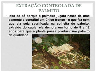 EXTRAÇÃO CONTROLADA DE
PALMITO
• Isso se dá porque a palmeira juçara nasce de uma
semente e constitui um único tronco - o que faz com
que ela seja sacrificada na colheita do palmito,
extraído do caule; ela demora em torno de 8 a 12
anos para que a planta possa produzir um palmito
de qualidade.
 