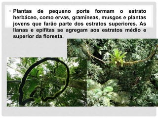 • Plantas de pequeno porte formam o estrato
herbáceo, como ervas, gramíneas, musgos e plantas
jovens que farão parte dos estratos superiores. As
lianas e epífitas se agregam aos estratos médio e
superior da floresta.
 