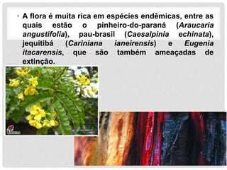 • A flora é muita rica em espécies endêmicas, entre as
quais estão o pinheiro-do-paraná (Araucaria
angustifolia), pau-brasil (Caesalpinia echinata),
jequitibá (Cariniana ianeirensis) e Eugenia
itacarensis, que são também ameaçadas de
extinção.
 